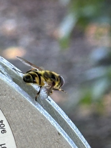 Unknown species found near Charlotte Ave, San Jose, CA, US