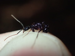 Leptogenys attenuata