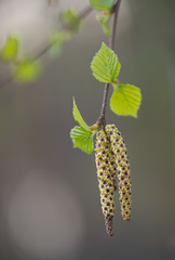 Betula × aurata