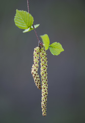 Betula × aurata