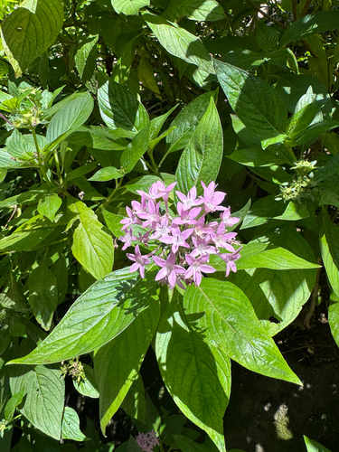 Pentas lanceolata observed 2026-03-28