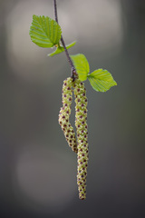 Betula × aurata
