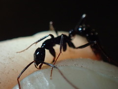 Leptogenys attenuata