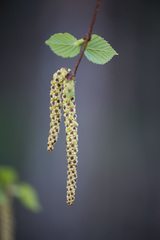 Betula × aurata