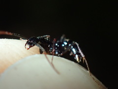 Leptogenys attenuata