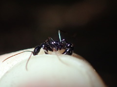 Leptogenys attenuata