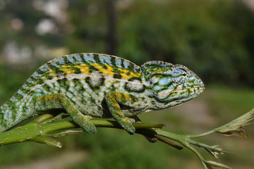Carpet Chameleon