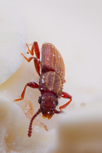 Merchant Grain Beetle photo 4