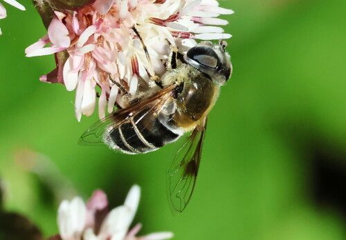 Unknown species found near NF-1726, Lincoln County, OR, USA