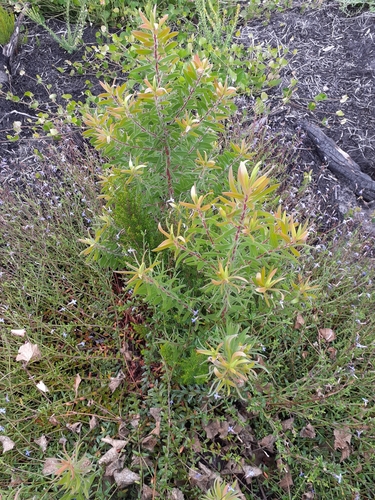 Image of Leucadendron conicum by no rights reserved