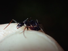 Leptogenys attenuata