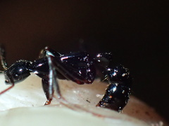 Leptogenys attenuata