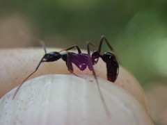 Leptogenys attenuata
