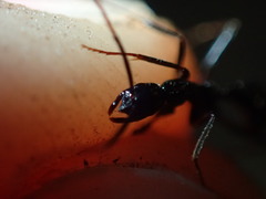 Leptogenys attenuata