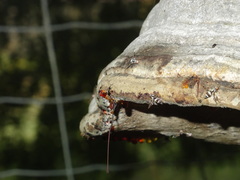 Myennis octopunctata