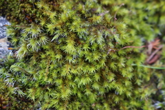 Racomitrium fasciculare