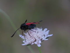 Zygaena erythrus