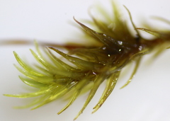 Racomitrium fasciculare