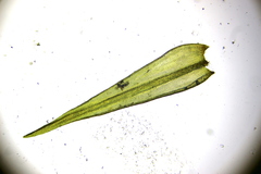 Racomitrium fasciculare
