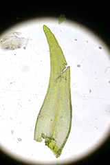 Racomitrium fasciculare