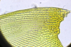 Racomitrium fasciculare