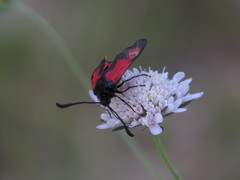 Zygaena erythrus
