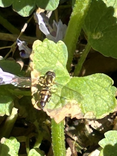 Unknown species found near Rotary Park, Clarksville, TN, US