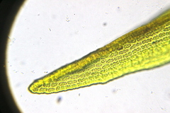 Racomitrium fasciculare