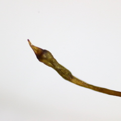 Racomitrium fasciculare