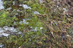 Racomitrium fasciculare