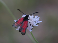 Zygaena erythrus