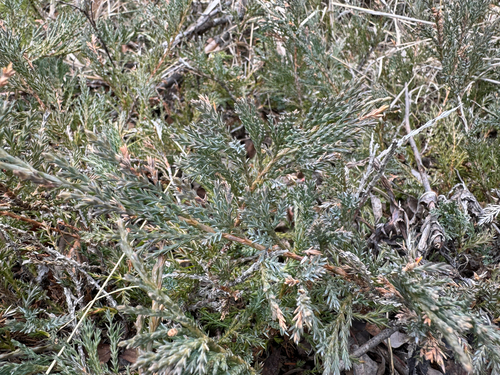 Creeping Juniper (Juniperus horizontalis)