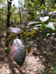 Vaccinium fuscatum image