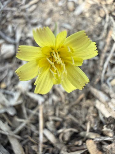 Fendler's Desertdandelion (Malacothrix fendleri)