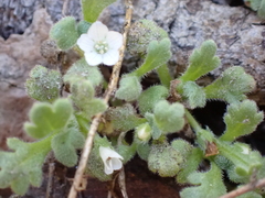 author not stated, no rights reserved Nemophila pedunculata, photograph author not stated, no rights reserved