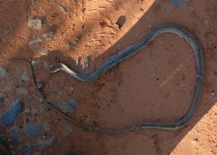 Chironius quadricarinatus