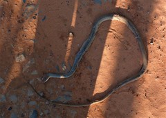 Chironius quadricarinatus