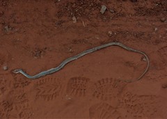 Chironius quadricarinatus