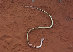 Chironius quadricarinatus