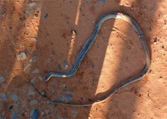 Chironius quadricarinatus