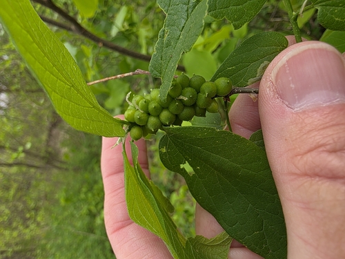 Unknown species found near Plano, TX 75074, USA
