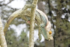 Calumma parsonii parsonii