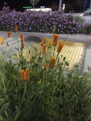 Eschscholzia californica