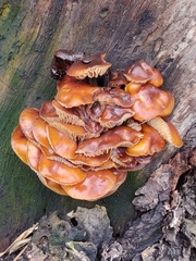 Flammulina