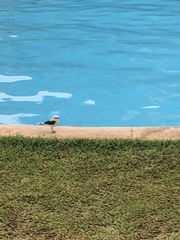 Fluvicola nengeta