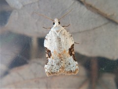 Acleris subnivana