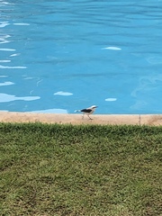 Fluvicola nengeta