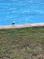 Fluvicola nengeta