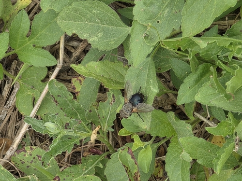 Unknown species found near Plano, TX 75074, USA