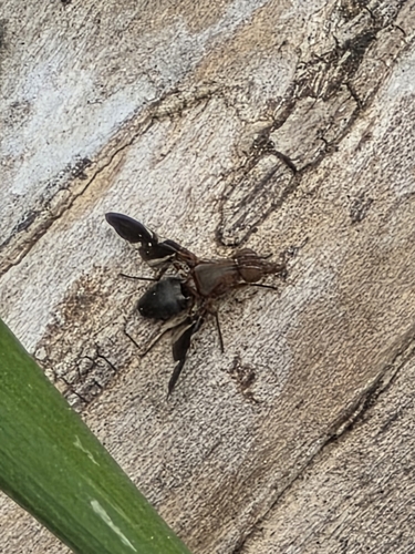 Unknown species found near Plano, TX 75074, USA